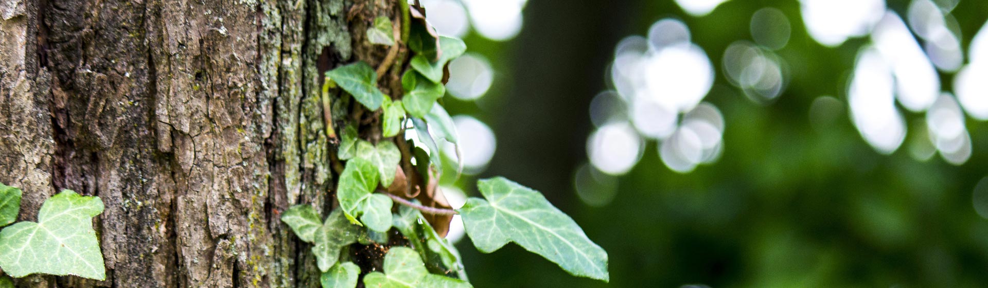 A Tree covered in Ivy